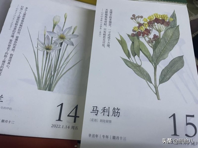 马利筋花语是什么（有关马利筋的寓意和象征）