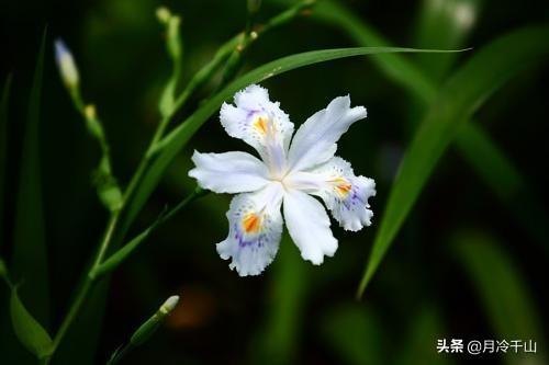 鸢尾花的花语是什么（简述鸢尾花的寓意和象征）