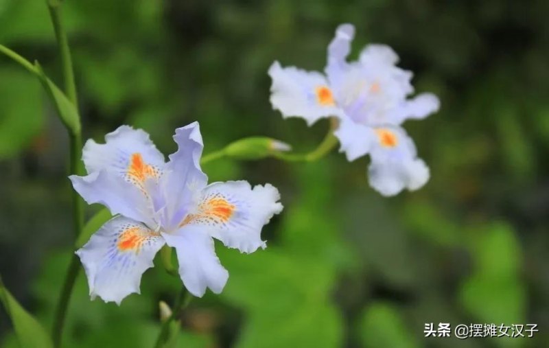 鸢尾花的花语是什么（各色鸢尾花的寓意和象征）