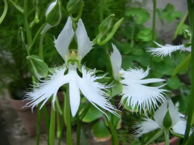 鹭草的花语 鹭草的传说