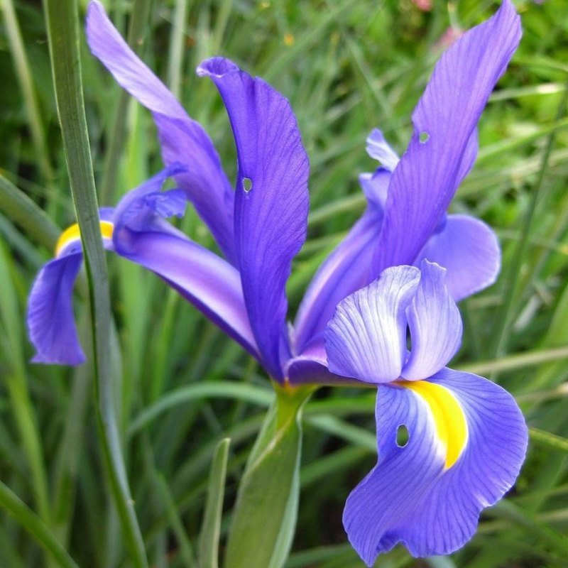 鸢尾花的花语是什么（浅谈鸢尾花的含义）