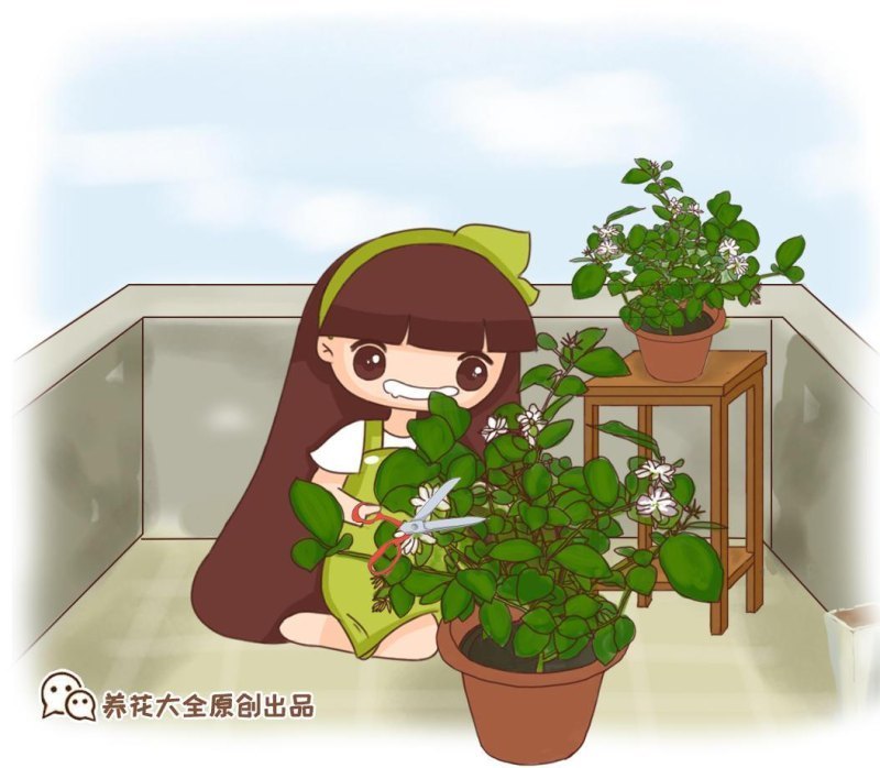 茉莉花花期几月份（详解茉莉花养护技巧）