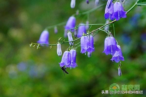 风铃草花语是什么（简述风铃草的象征意义）