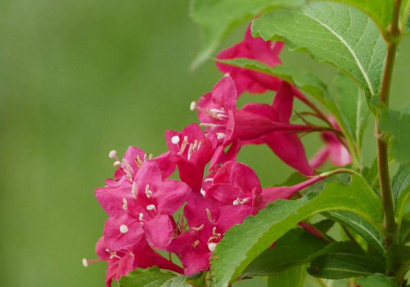 锦带花花语是什么（锦带花的寓意和象征意义）