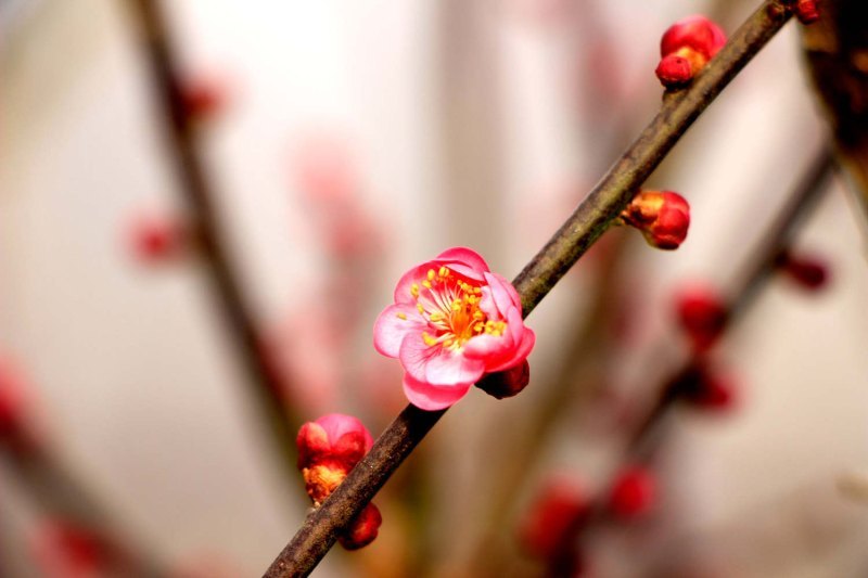 怎么让一株梅花开出两种颜色