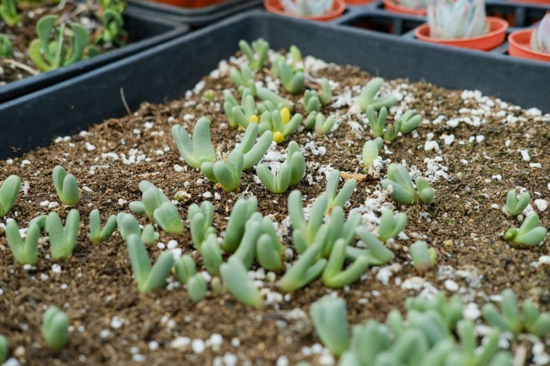 带香味的多肉植物大盘点