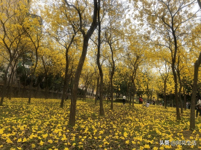 黄花铃木花的颜色（黄花铃木的花语和寓意）