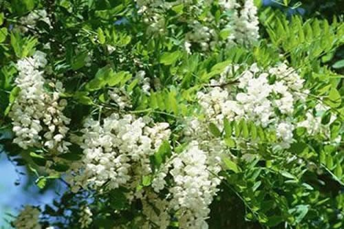 茶花干枯掉叶子怎么办，控制浇水并加强通风