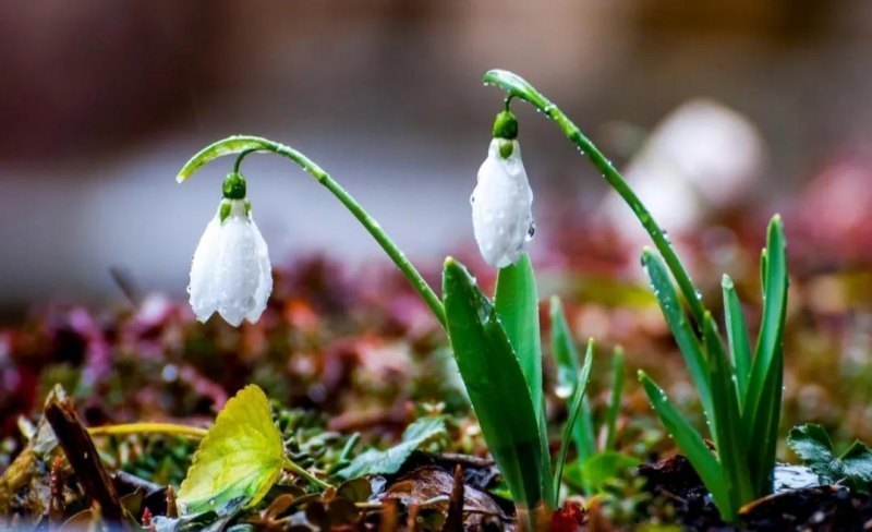 雪莲花的花语是什么（关于雪莲的花语和象征意义）