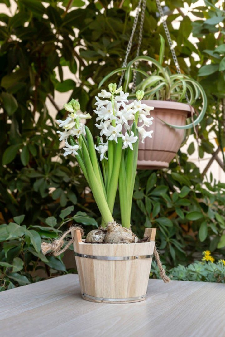 紫色风信子花语是什么