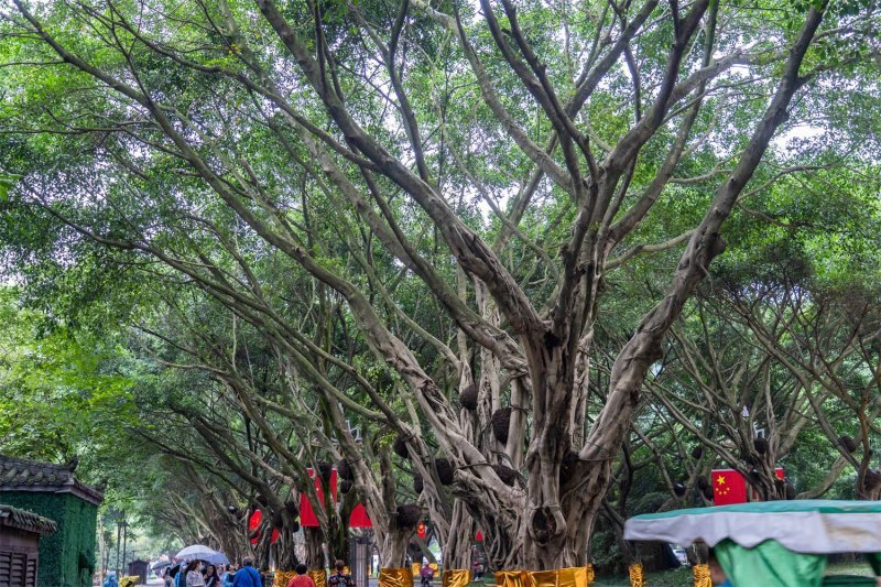 榕树盆景怎么造型