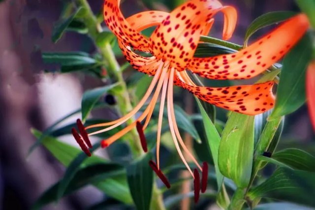 虎皮百合花语是什么