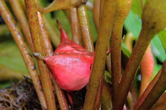 红崖菱是什么植物（了解红崖菱生长周期）