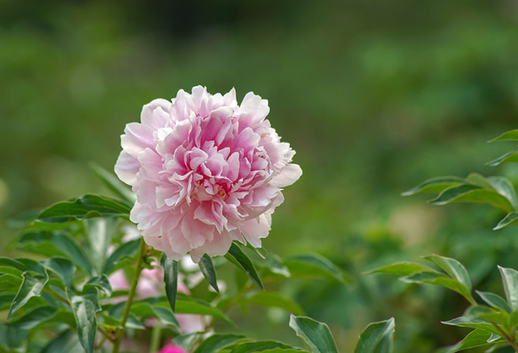 芍药花花语及寓意是什么（了解芍药象征意义）