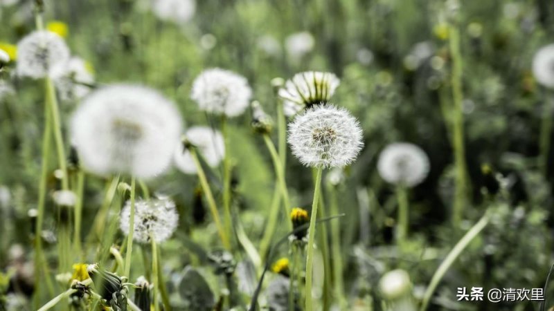 蒲公英花语是什么意思（蒲公英的精神与寓意）