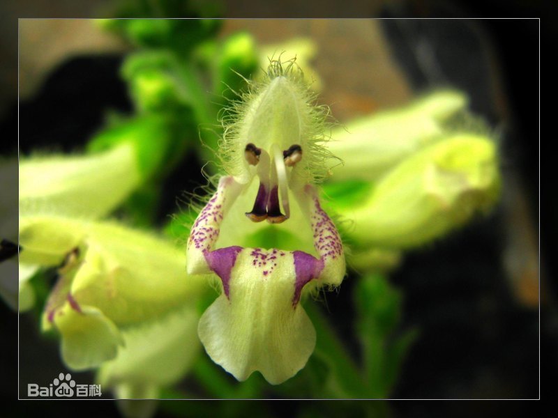 鼠尾草花语是什么意思（鼠尾草的寓意和象征）