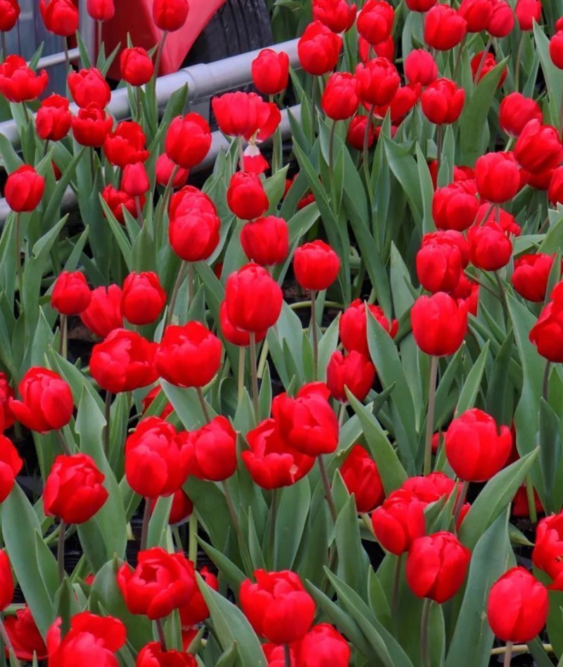 郁金香花语暗示什么（简述郁金香寓意及象征）