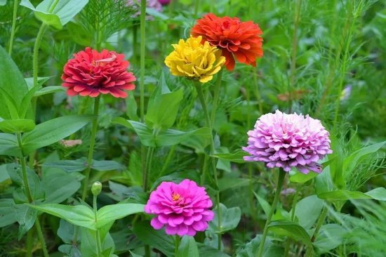 8月14日生日花：百日菊，生日花语兴奋