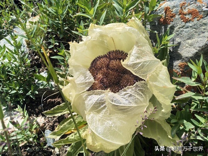 仙草是什么植物（有关九大仙草排名顺序）