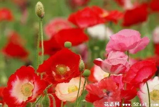 5月17日花语：角罂粟花，生日花语自然