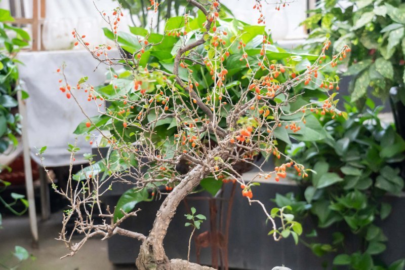 黄芪枸杞泡水喝的功效和禁忌