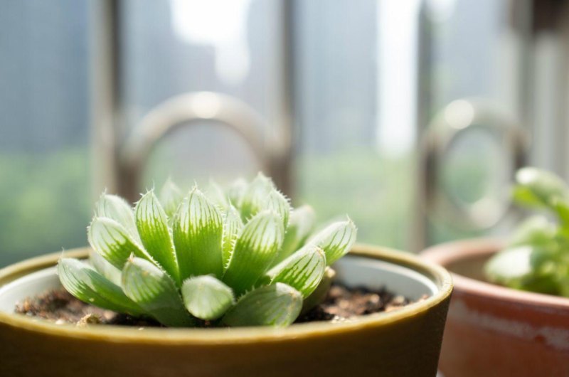 多肉植物怎么养长得快（多肉植物养护技巧分享）