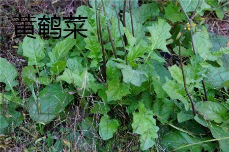 黄鹌菜与蒲公英的区别