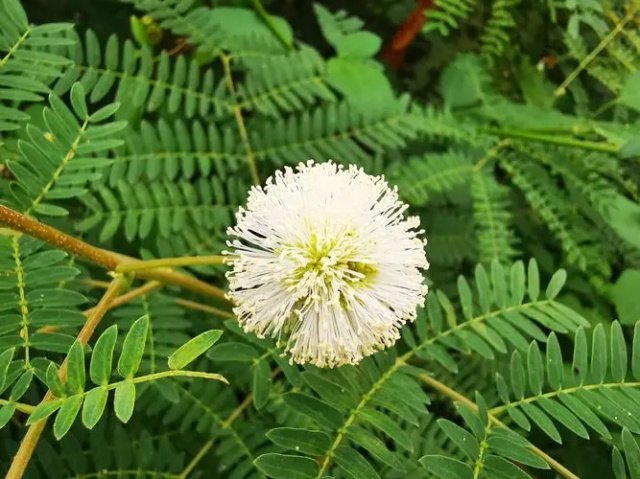 银合欢的花语 银合欢传说