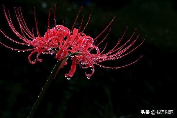 黑色彼岸花图片大全（彼岸花的真正花语）