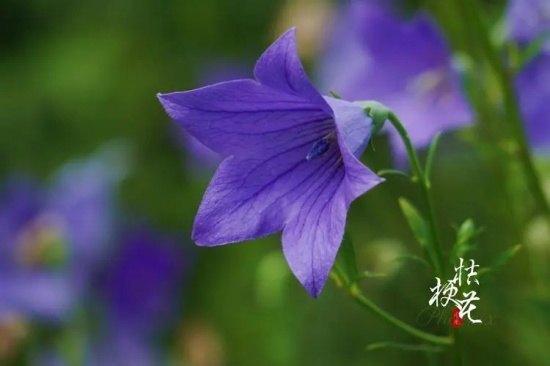 【恋爱花语】什么花代表恋爱？