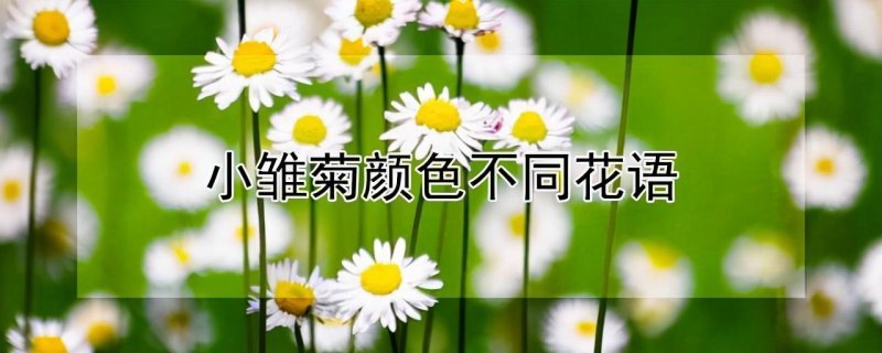 雏菊花语是什么（浅谈小雏菊每个颜色的寓意）