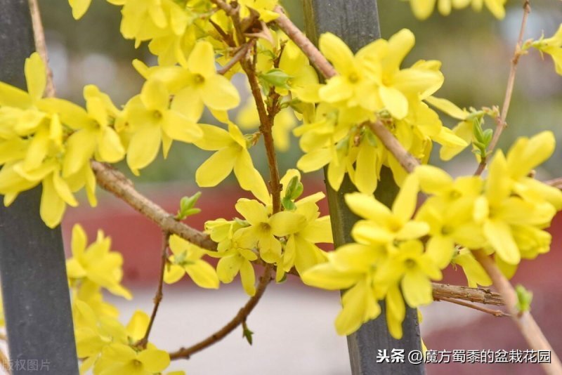 迎春花花语是什么（迎春花的寓意和象征）