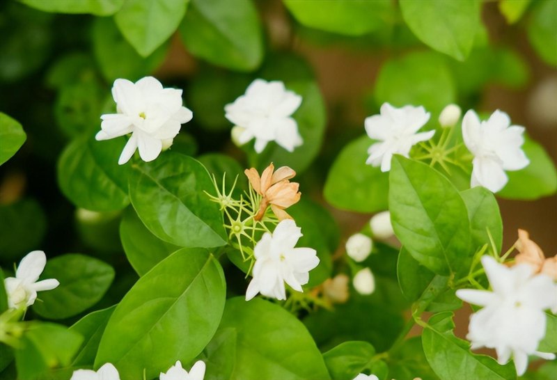 紫色茉莉花怎么修剪（紫茉莉的盆栽种植方法）