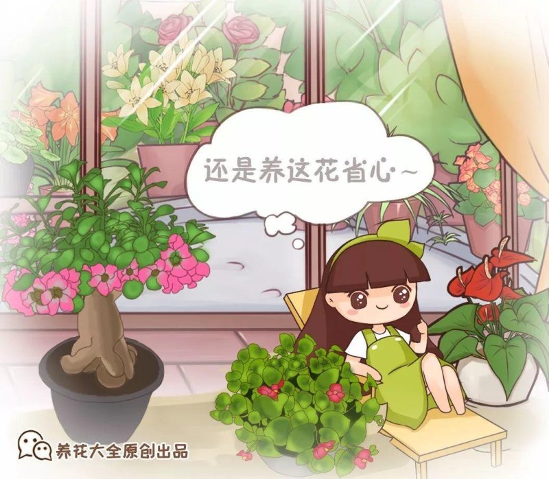 一年四季都盛开的花是什么花（最好养的四季开花植物分享）