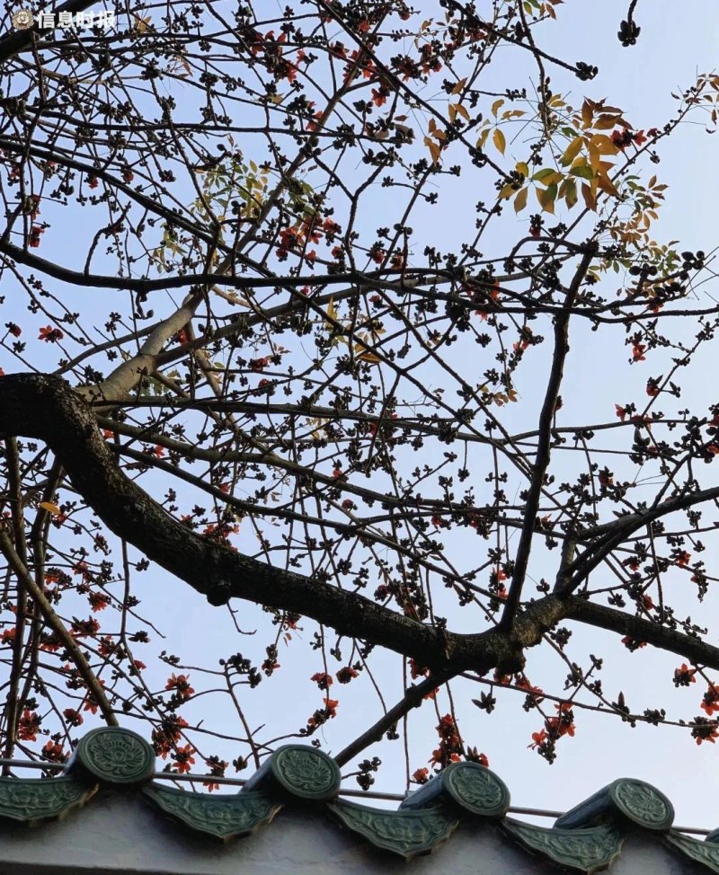 木棉花的花语是什么（简述木棉花的寓意及象征）