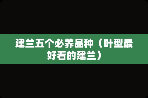 建兰五个必养品种（叶型最好看的建兰）