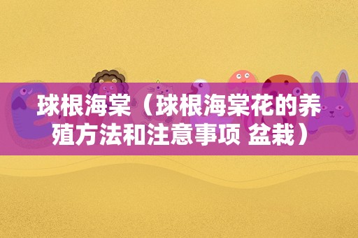 球根海棠（球根海棠花的养殖方法和注意事项 盆栽）