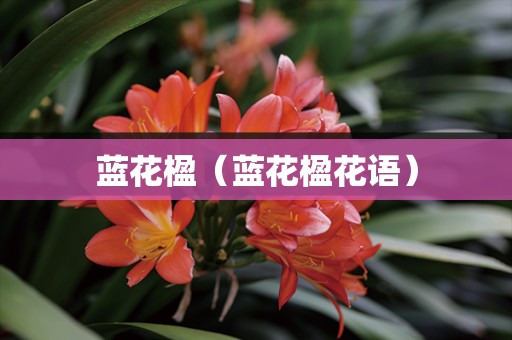 蓝花楹（蓝花楹花语）