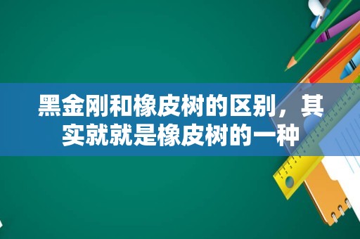 黑金刚和橡皮树的区别，其实就就是橡皮树的一种