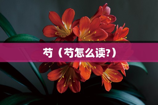 芍（芍怎么读?）