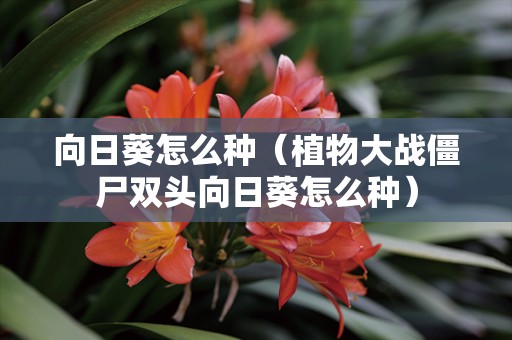 向日葵怎么种（植物大战僵尸双头向日葵怎么种）