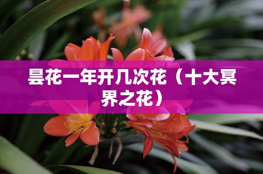 昙花一年开几次花（十大冥界之花）