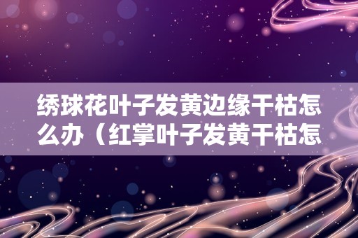 绣球花叶子发黄边缘干枯怎么办（红掌叶子发黄干枯怎么补救）