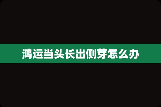 鸿运当头长出侧芽怎么办