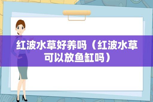 红波水草好养吗（红波水草可以放鱼缸吗）