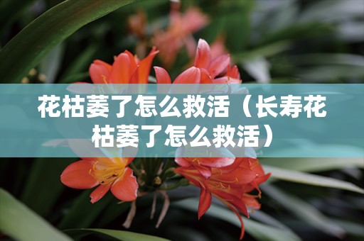 花枯萎了怎么救活（长寿花枯萎了怎么救活）