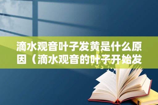 滴水观音叶子发黄是什么原因（滴水观音的叶子开始发黄干枯怎么办）