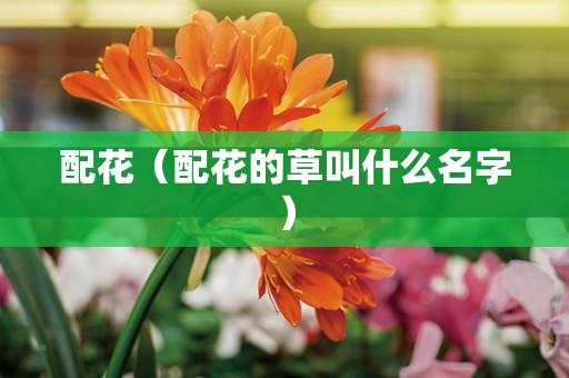 配花（配花的草叫什么名字）