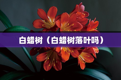 白蜡树（白蜡树落叶吗）