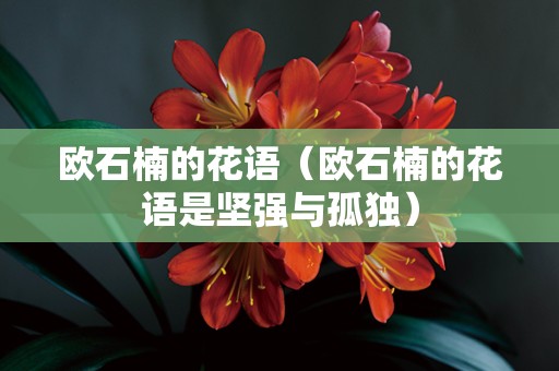 欧石楠的花语（欧石楠的花语是坚强与孤独）